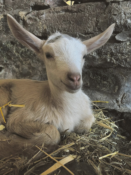 Baby boom down at the farm